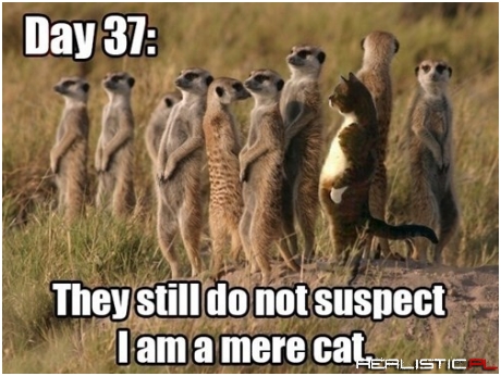 Don't Suspect a Thing