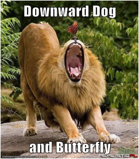 Downward Dog and Butterfly