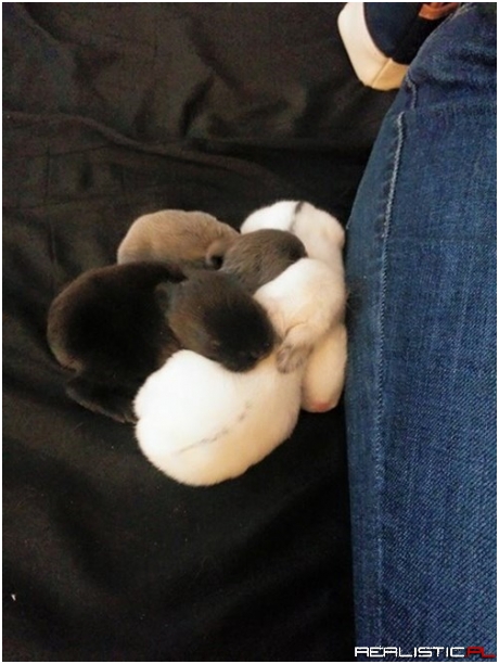 Happy Bunday! Please Select a Bun From the Pile