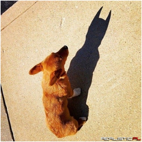 He's The Dog Gotham Deserves