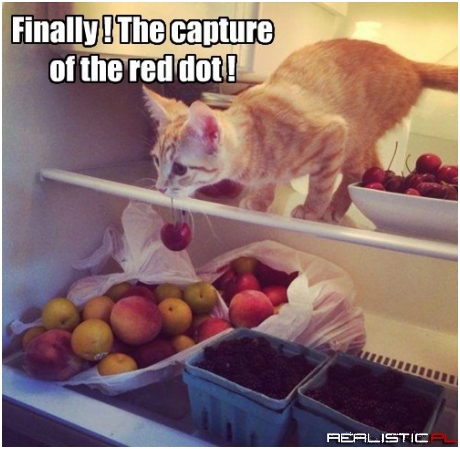 I'll Take You Back to My Cat Tree Now