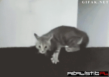 Improved Monorail Cat With Anti-Derailing Technology!