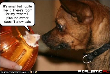 It's small but I quite like it. There's room for my treadmill, plus the owner doesn't allow cats