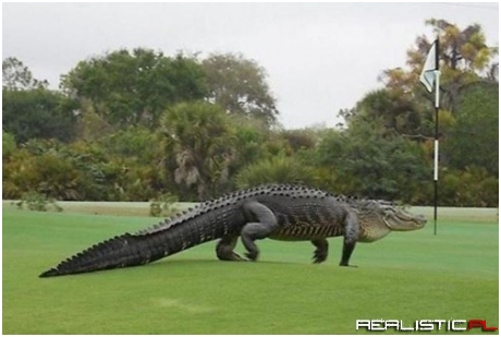 Jurassic Park is in Florida, if This Huge Roaming Gator is Any Indication