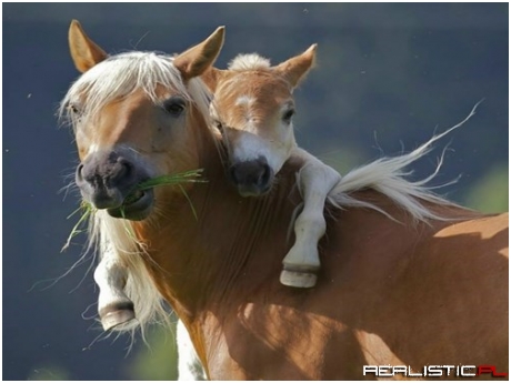 Just a Little Horseback Riding