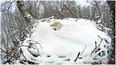 Just Keep Thinking Warm Thoughts, Eagles