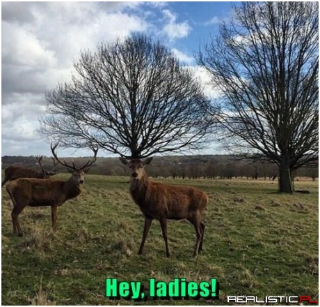 Lady Deers Objectify Me for My Rack