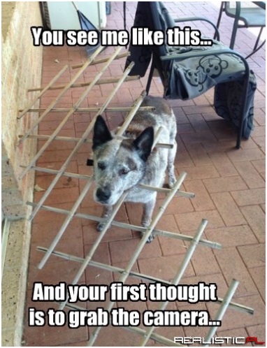 Man's Best Friend Not Feeling the Love Reciprocated