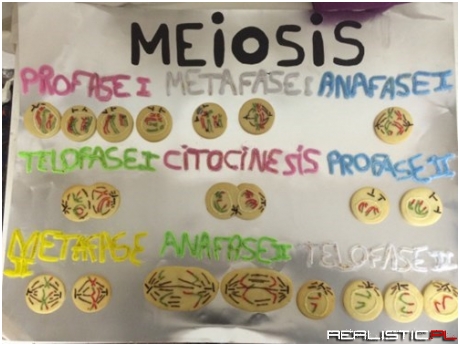 Meiosis Cookies!