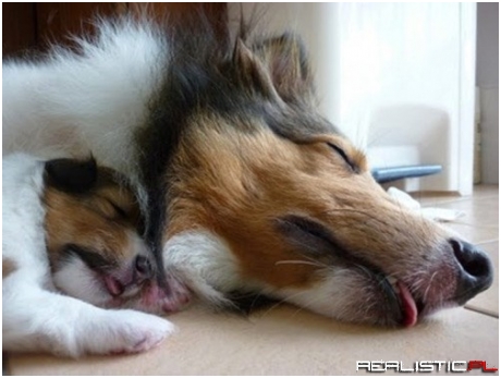 Nap Time's Double Tongue-Trouble