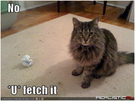 Never Thought I'd Say This But, Get a Dog