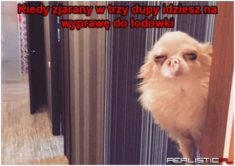 Nie ma to jak gastrofaza ;)