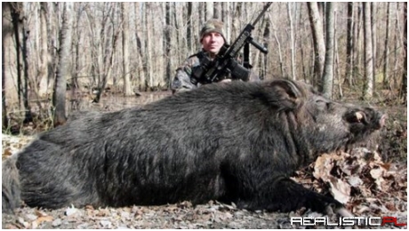 North Carolina Hunter Bags a 500-Pound Boar You'd Have to See to Believe