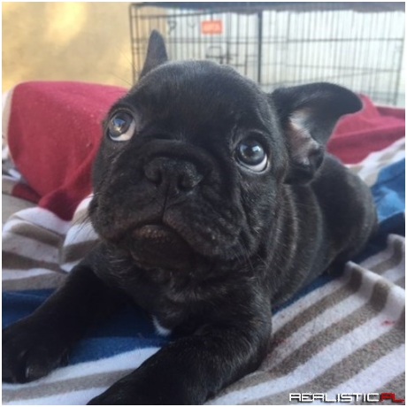 Oh Are You Accusing Me of Something Other Than Being Adorable