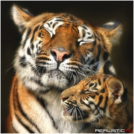 One Happy and Cuddly Tiger Family Photo