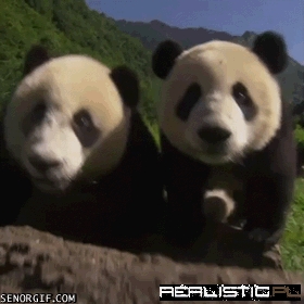 Panda Fails At Taking a Selfie