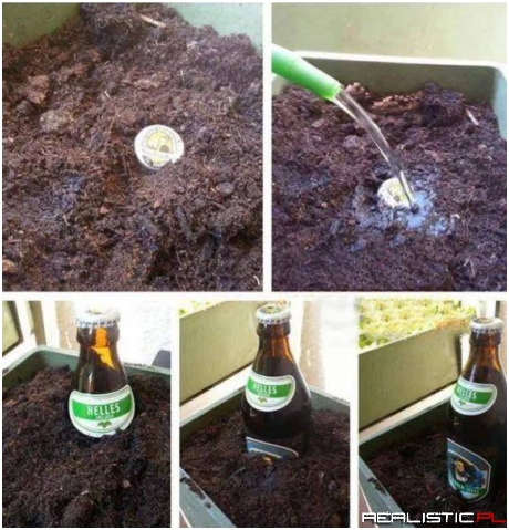 Rośnie jak na drożdżach ;)