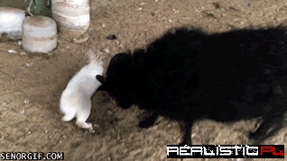Sheep Imitates Rabbit