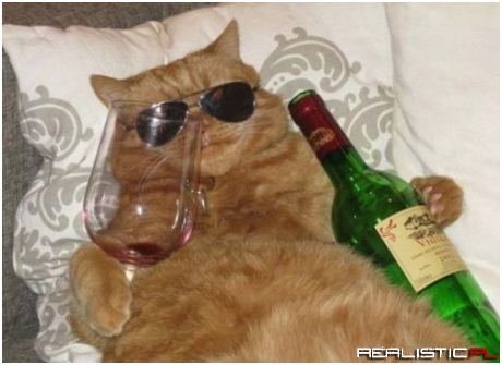 Some Cats Just Know How to Chill