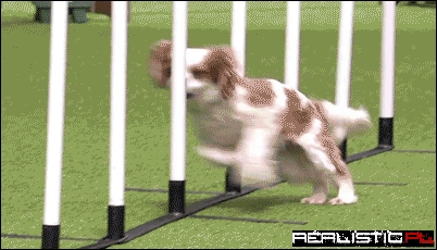 Some Days You're the Dog, Some Days You're the Pole