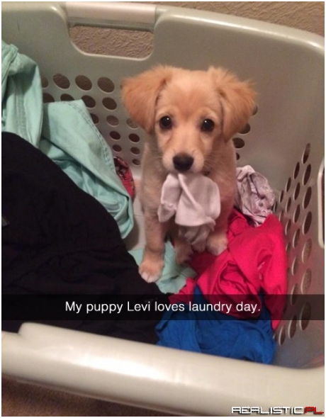 Someone is Just Sorting Your Laundry For Maximum Nap Time Comfort