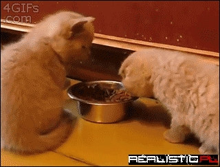 That's a Good Kitteh, Eat Up