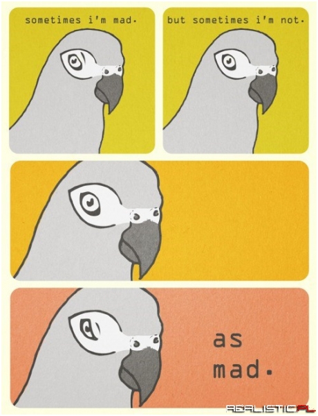 The Duality of Birds