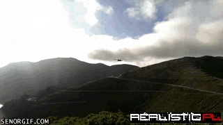 This Bird is a Metaphor For My Life