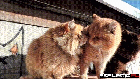 This Cat Personifies The Best Course of Action to Take Around Couples Engaged in PDA