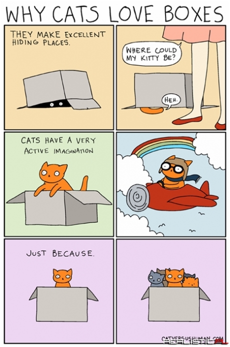 Why Cats Love Boxes