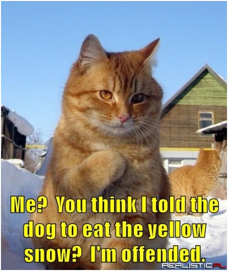 You think I told the dog to eat the yellow snow