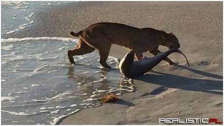 Bobcat Catches Shark on Beach in Florida