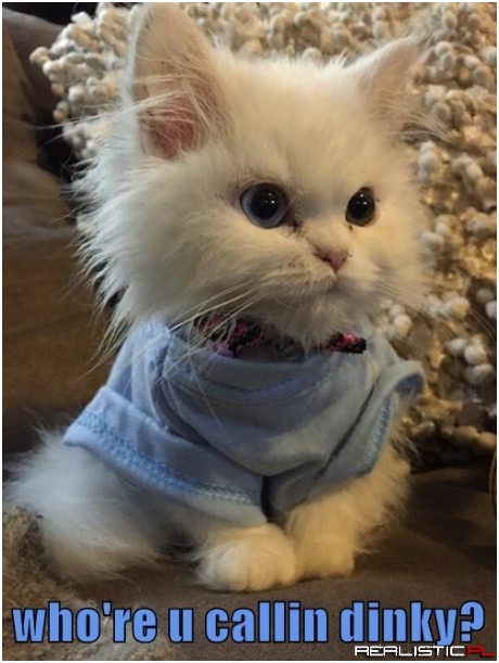 Bout to Go Dinky in Your Shoe