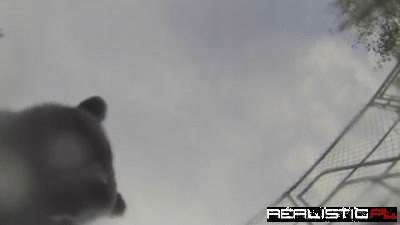 Disney is Making a Live Action Winnie the Pooh, Too