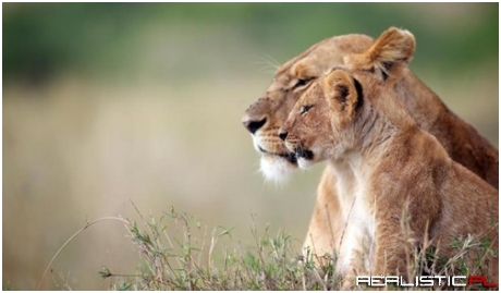 Everything the Light Touches is our Kingdom