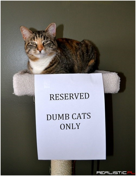 Hahahaha What a Stupid Idiot