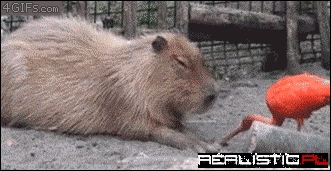 How To Get Capybaras to Fall Asleep Instantly
