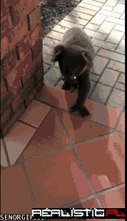 Koala Comes Into a House