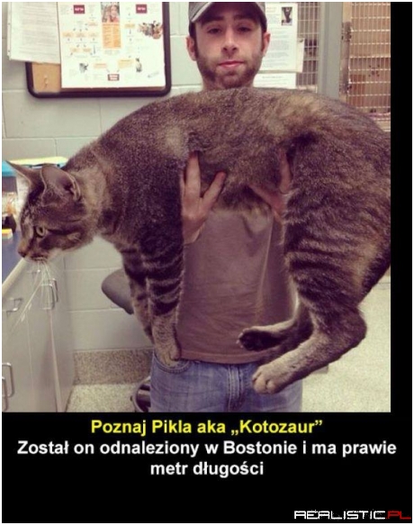 Koteł mutant