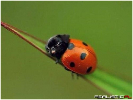 Ladypug