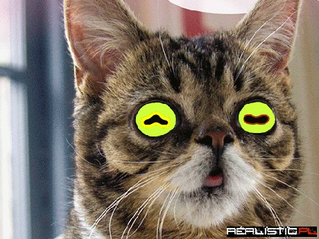 Lil Bub is Stealing Your Soul and You like it!