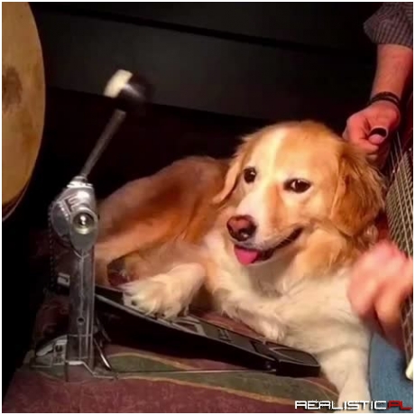 Maple the Dog is a Musical Sensation on Vine