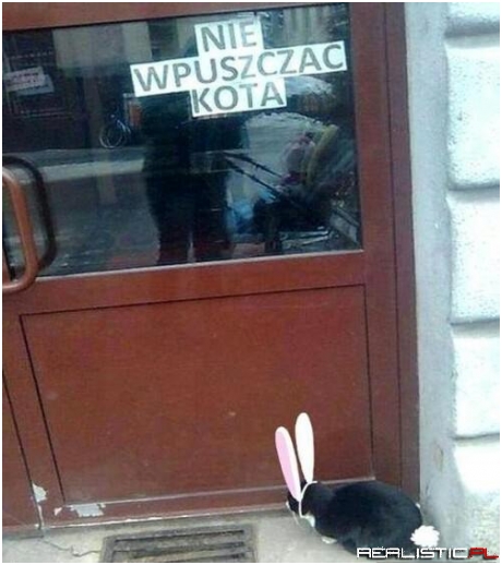 Nie wpuszczać kota