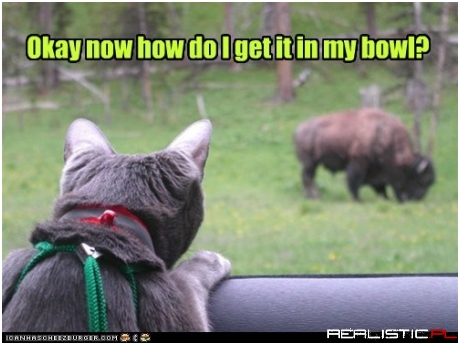 Okay now how do I get it in my bowl