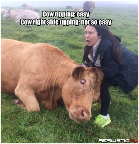 The Cows Aren't Thrilled with Either Activity