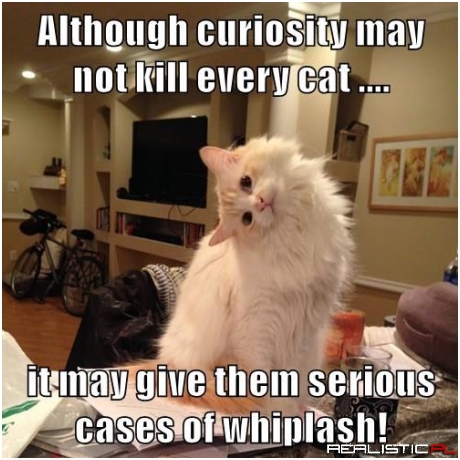 True Facts About teh Lolcat