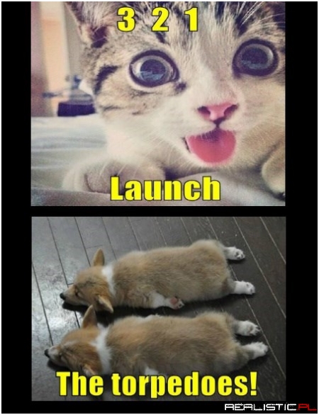 With A Maniacal Laugh, Captain Kitteh Released The Corgies