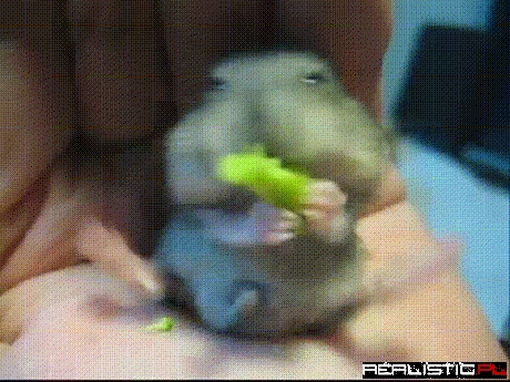 Yeah! Broccoli!