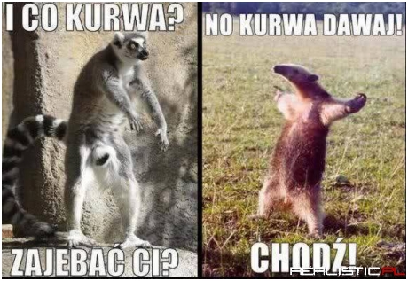 Kozacy ;)