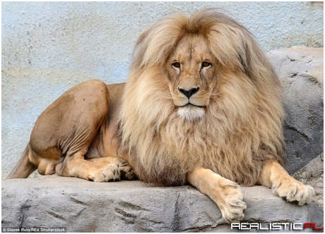 Czech Lion's On Point Hairstyle is Making Everyone Jealous